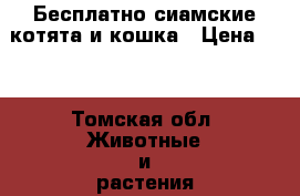 Бесплатно сиамские котята и кошка › Цена ­ 1 - Томская обл. Животные и растения » Кошки   . Томская обл.